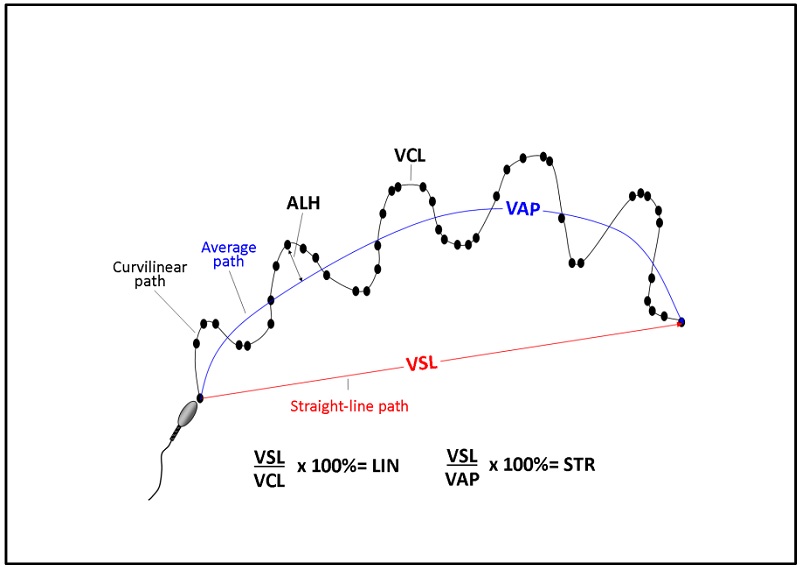 سرعت اسپرم VCL VSL VAP